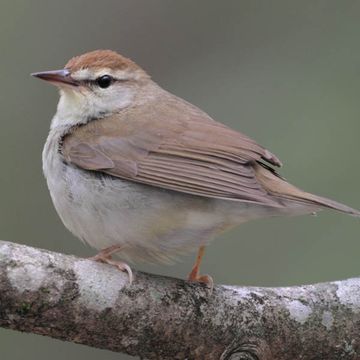 Swainson's Warbler