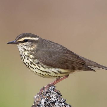 Northern Waterthrush