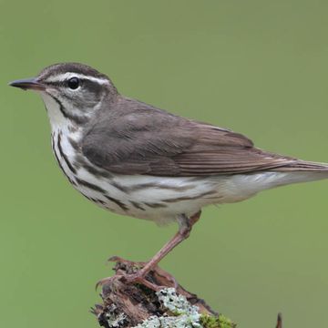 Louisiana Waterthrush