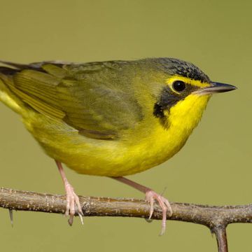 Kentucky Warbler