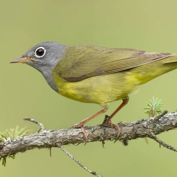 Connecticut Warbler