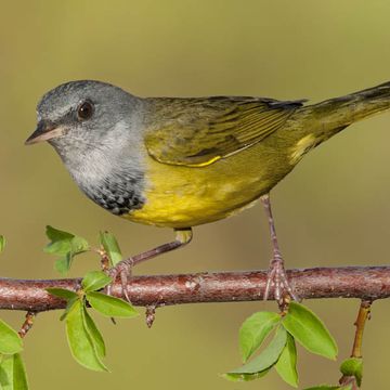 Mourning Warbler