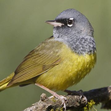 MacGillivray's Warbler