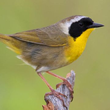 Common Yellowthroat