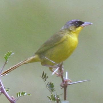 Geothlypis poliocephala