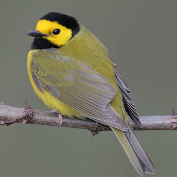 Hooded Warbler