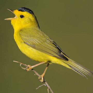 Wilson's Warbler