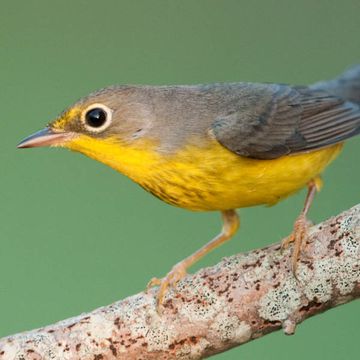 Canada Warbler