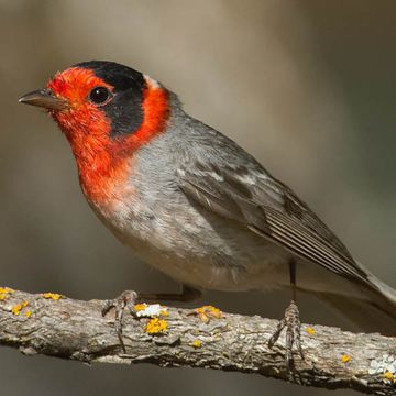 Red-faced Warbler