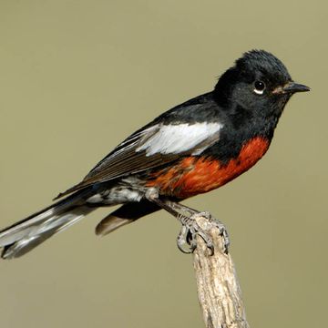 Painted Redstart