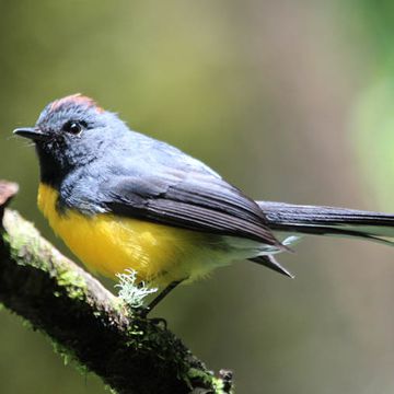 Slate-throated Redstart