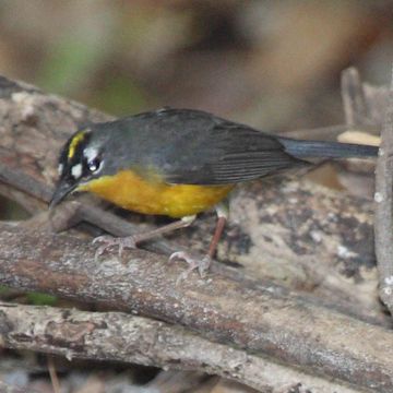 Euthlypis lachrymosa