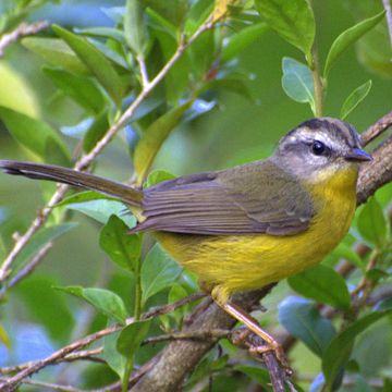 Golden-crowned Warbler