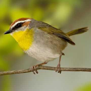 Rufous-capped Warbler