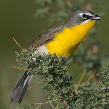 Yellow-breasted Chat