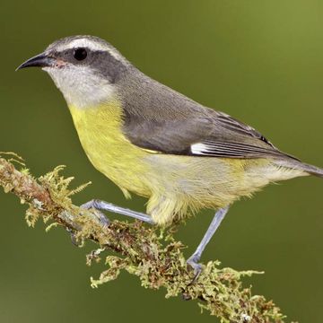 Bananaquit