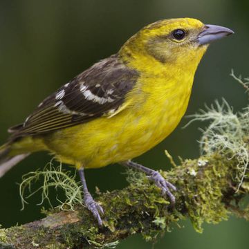 Flame-coloured Tanager