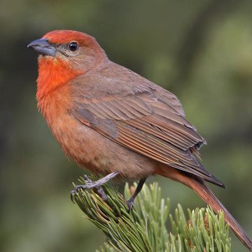 Hepatic Tanager