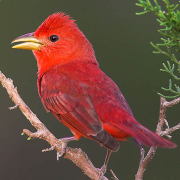 Piranga rubra