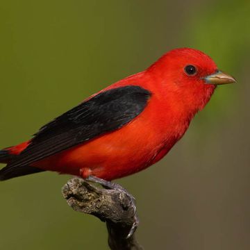 Scarlet Tanager