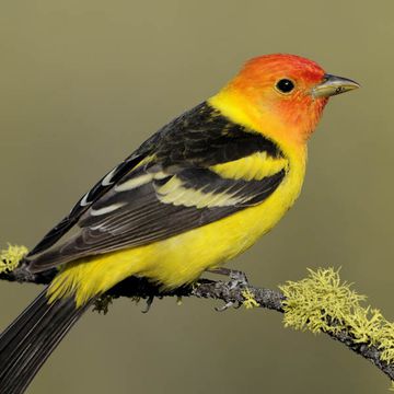 Piranga ludoviciana - Western Tanager