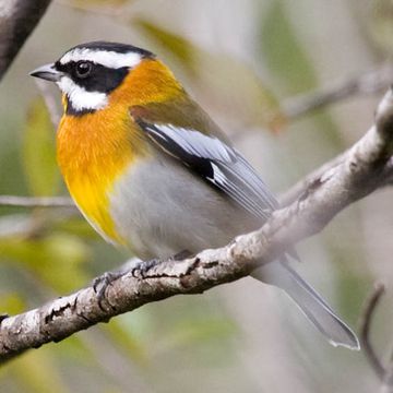 Western Spindalis