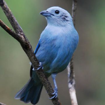 Blue-grey Tanager