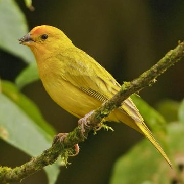 Saffron Finch