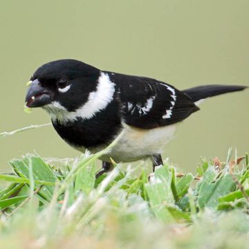 White-collared Seedeater