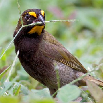 Yellow-faced Grassquit