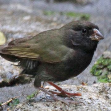 Black-faced Grassquit