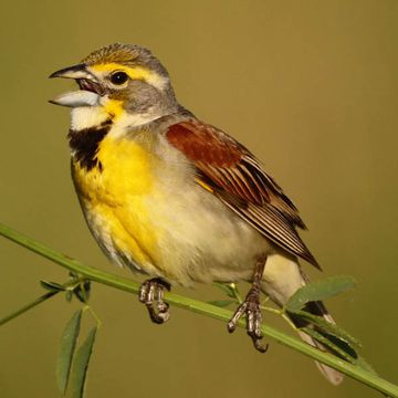 Dickcissel