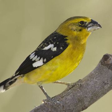 Pheucticus chrysopeplus