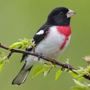 Rose-breasted Grosbeak