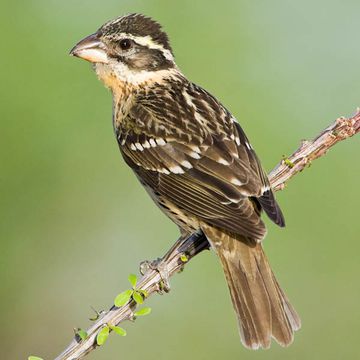 Black-headed Grosbeak