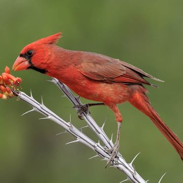 Cardinalis cardinalis