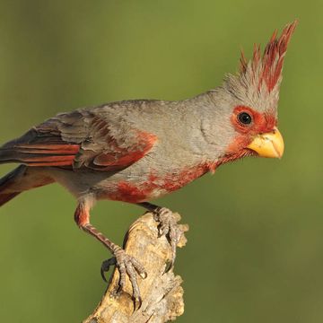 Cardinalis sinuatus