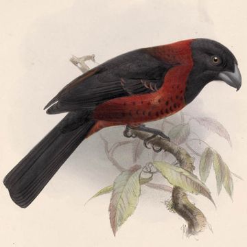 Crimson-collared Grosbeak