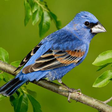 Blue Grosbeak