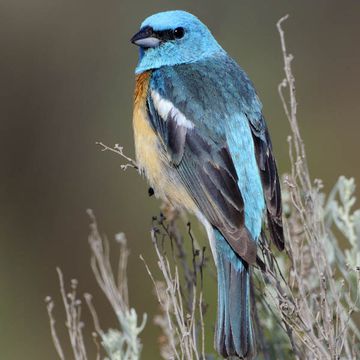 Lazuli Bunting