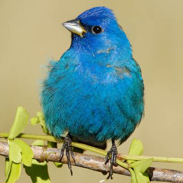 Passerina cyanea