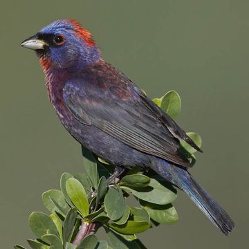 Varied Bunting