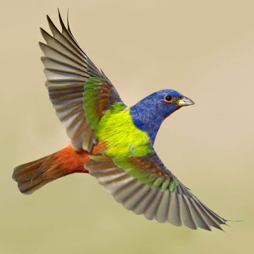 Painted Bunting