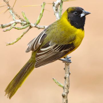 Audubon's Oriole