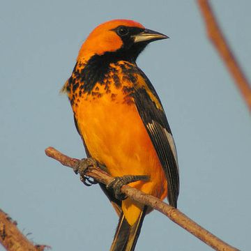 Spot-breasted Oriole