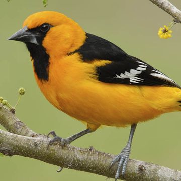 Altamira Oriole