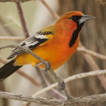 Streak-backed Oriole