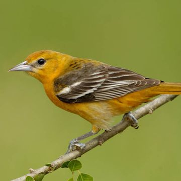 Baltimore Oriole