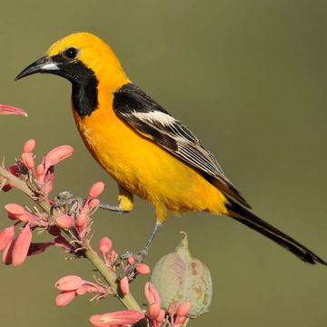 Hooded Oriole