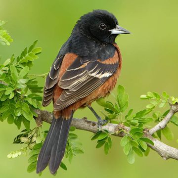 Orchard Oriole